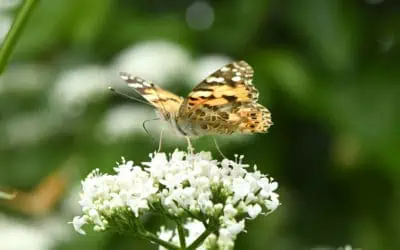 Билки срещу мигрена – кои са най-ефективните?