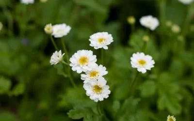 Ползи от лековитата билка Моминска вратига при мигрена