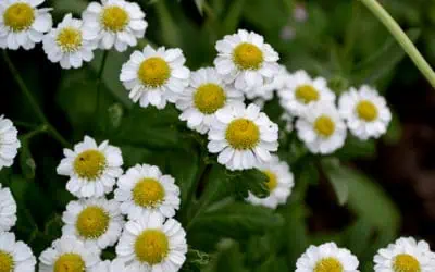 Най-добрите билки при мигрена – естествен лек от природата!